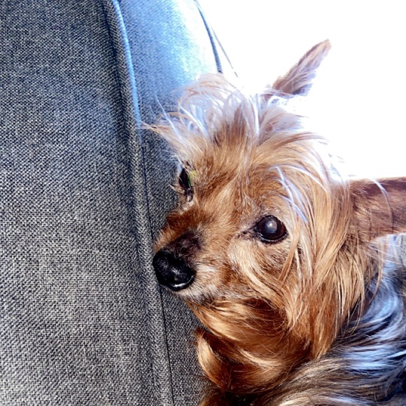 Meet your Posher, Emile - Picture 1 of 1